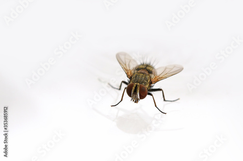 fly close-up on white background