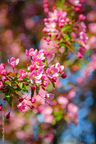 Close-up of a branch of bright pink Cherry Blossom flowers © CAG Photography