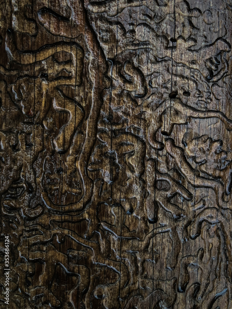organic carved pattern on a wooden surface