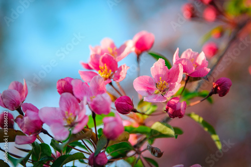 Close up of pink Cherry Blossom flowers in late day sun in spring. Shallow depth of field.