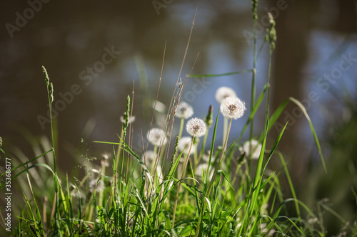 
Ripe dandelion. Perennial herbaceous plant.
