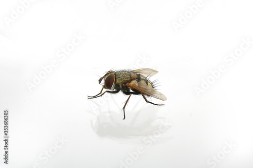 fly close-up on white background © BENEJAM