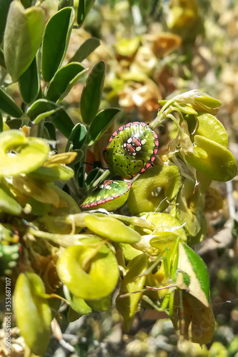 green stink bug chinavia hilaris in a green plant