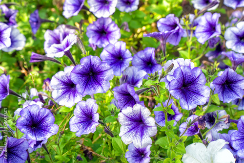 Purple Petunia flowers in the garden. Selective focus