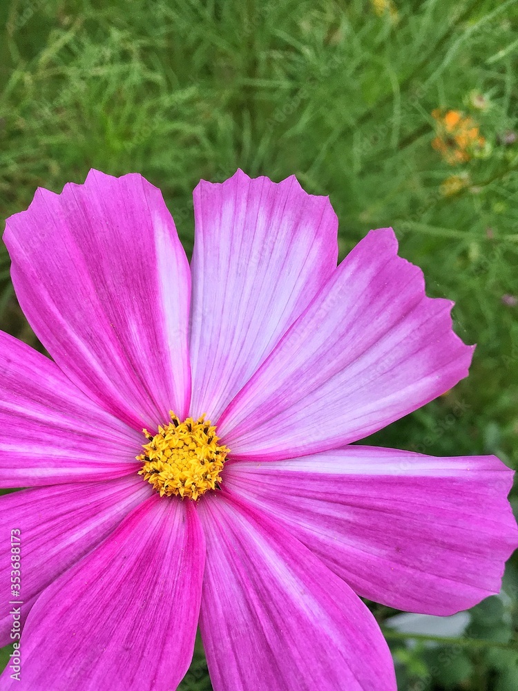 Obraz premium Garden cosmea flower close-up. Background for tablet and smartphone screen