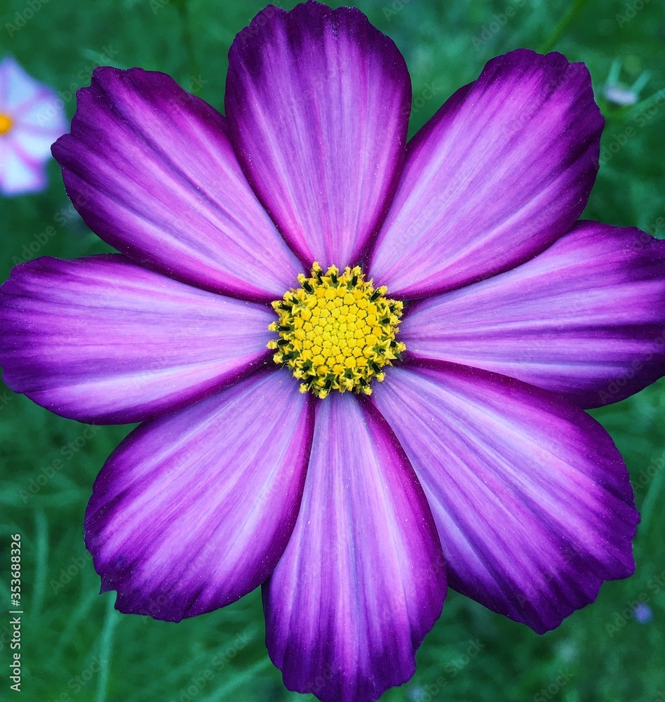 Garden cosmea flower close-up. Background for tablet and smartphone screen Garden cosmea flower close-up. Background for tablet and smartphone screen