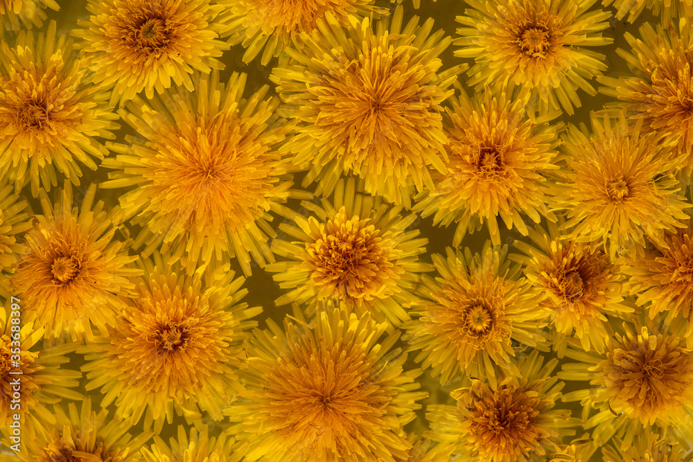 Dandelions full frame Dandelions full frame