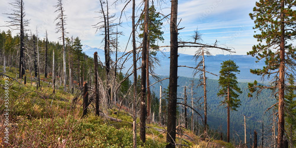Fototapeta premium Burned forest restoration in the mountains near Green Ridge Lookout in central Oregon in the morning.