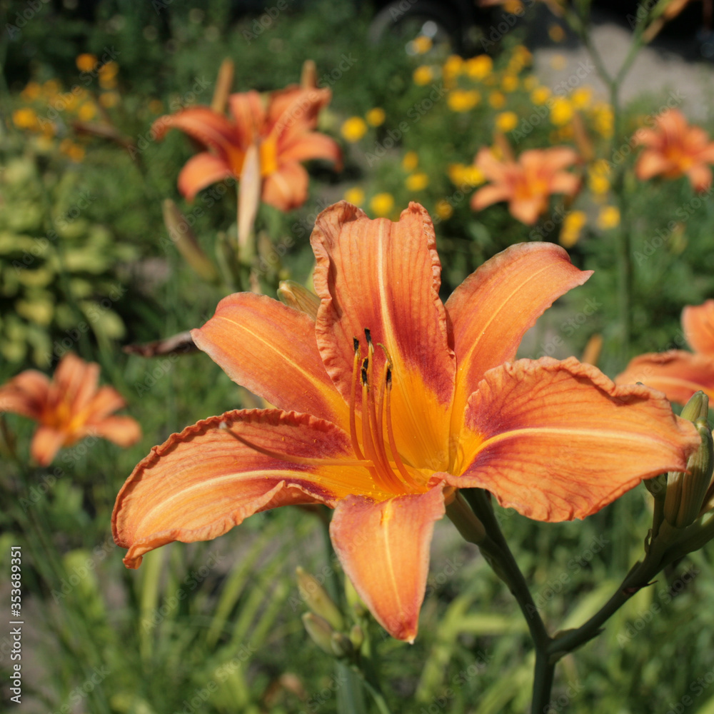 Fototapeta premium orange lily flower