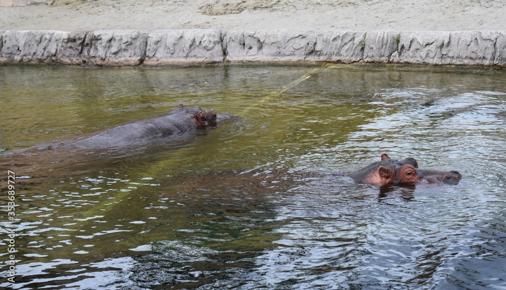 Fototapeta premium Hippopotamus amphibius or Hippo, submerged in water. 