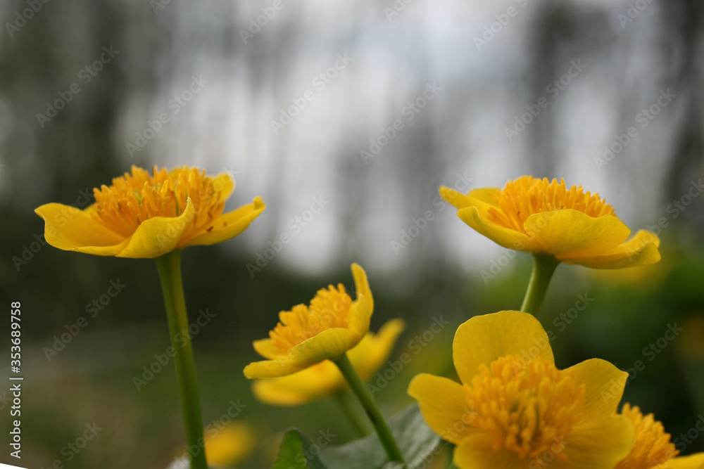 Obraz premium Littleyellow flowers of green grass