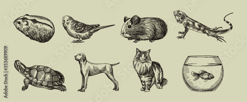 Hand-drawn sketch of domestic animals set. Set consists of hamster, guinea pig, lizard, turtle, dog, cat, tank with fish, parrot   © alya_haciyeva