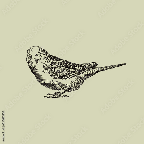 Hand-drawn sketch of a parrot. Domestic animal. Home pet.	
