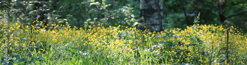 bokeh of yellow wildflowers in summer