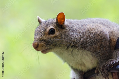 A young gray squirrel perches on a shepherds hook while attempting to reach a bird feeder.  Close up head shot.  Background blurred. © Jennifer