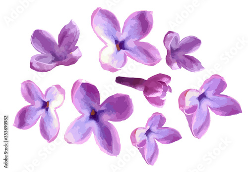 Lilac flower isolated on white background. Violet bloom and flower bud. Vector illustration. 