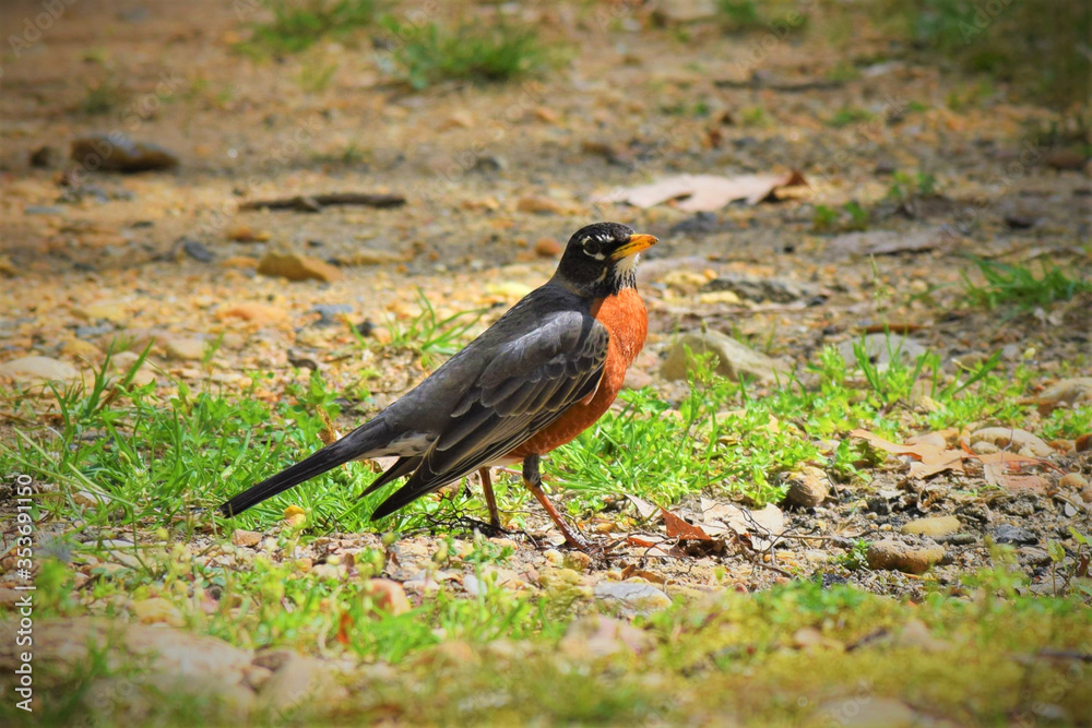 American Robin (Turdus Migratorius) on the ground American Robin (Turdus Migratorius) on the ground