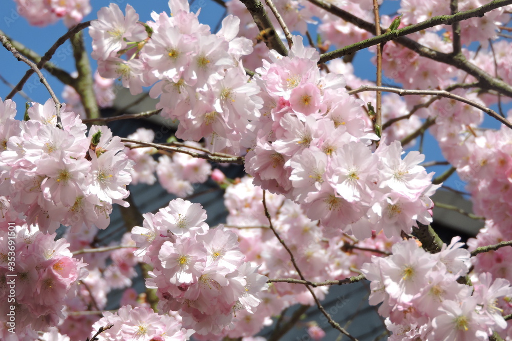 Wiśnia piłkjowana Prunus serrulata Wiśnia piłkjowana Prunus serrulata
