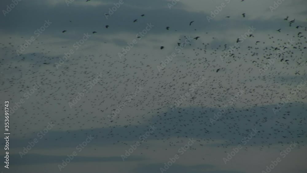 Amazing flock of birds flying in the sky of England on migration UK Amazing flock of birds flying in the sky of England on migration UK