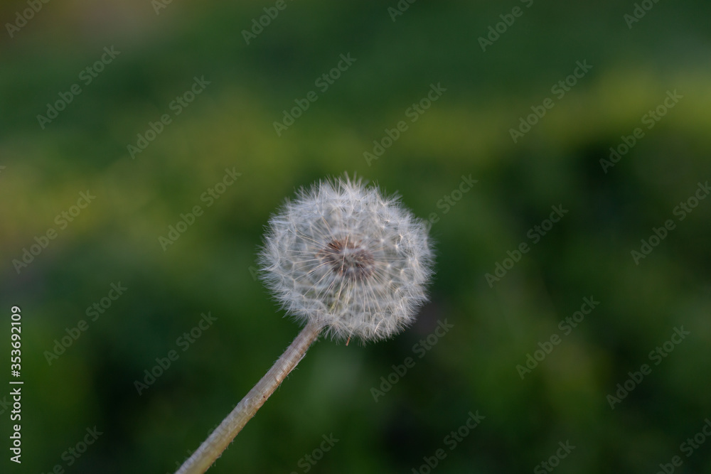 Fluffy dandelion flower on green grass background