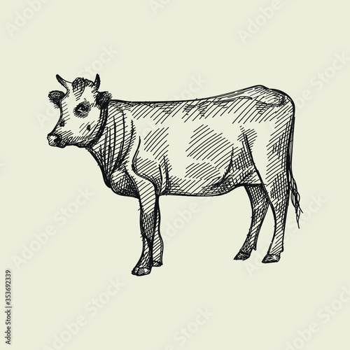 Hand-drawn sketch of cow on a white back ground. Farm animals. Livestock. Domestic animals.