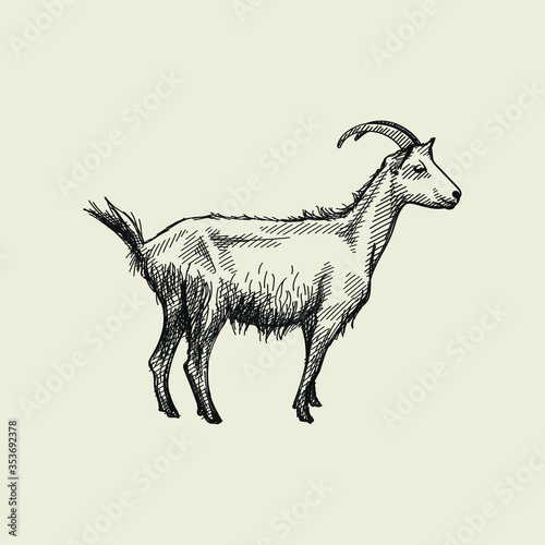 Hand-drawn sketch of goat on a white back ground. Farm animals. Livestock. Domestic animals.