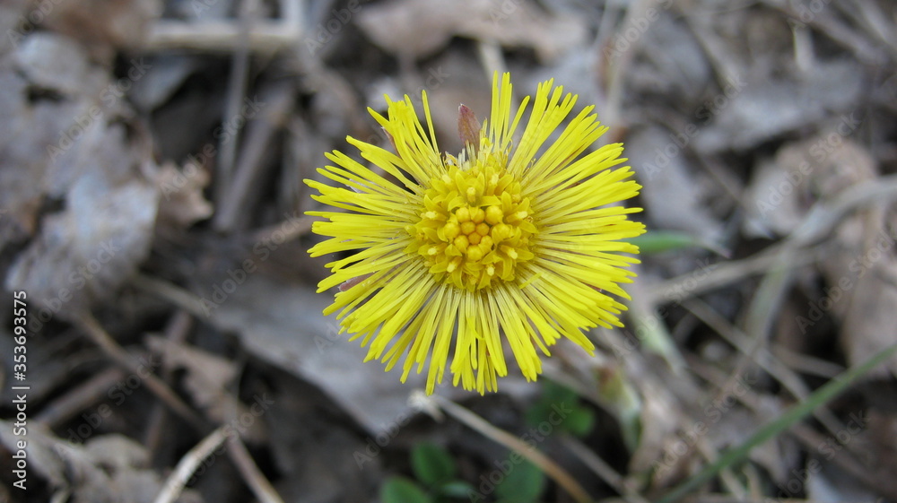 yellow dandelion flower