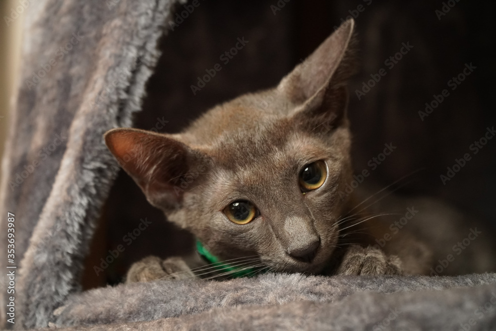 Skinny Grey cat with Green collar