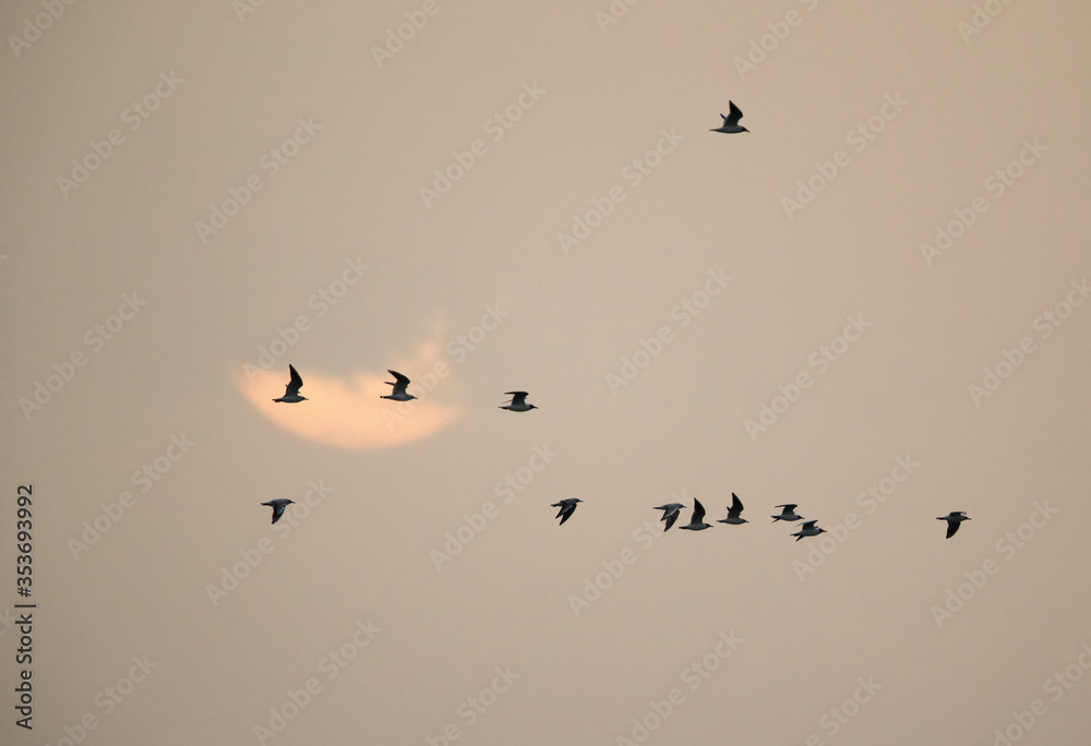 Black-headed gullls flying with sun at the back drop in the morning at Asker coast, Bahrain
