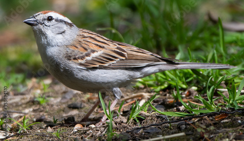 Chipping sparrow on the grass looking for seeds  © David