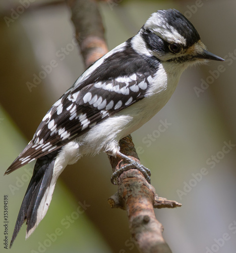 Perched on a bare branch -  female downy woodpecker with a distant stare 