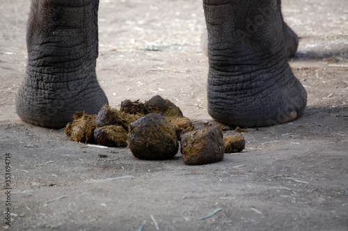 turd on the ground -  crappy