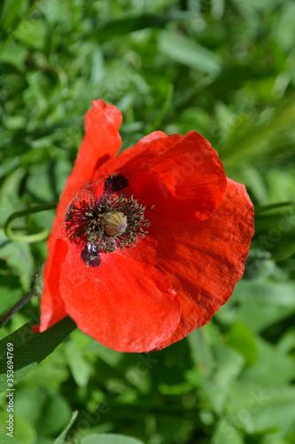 Poppy flower in the Roman suburbs