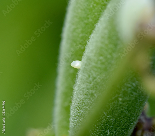 Valokuva Sideview of a small white Monarch egg deposited on a milkweed seed pod (Asclepias tuberosa)