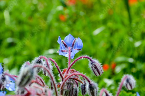 Field flowers in Rome suburbs. 