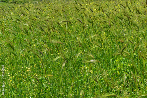 Roman suburb field landscape
