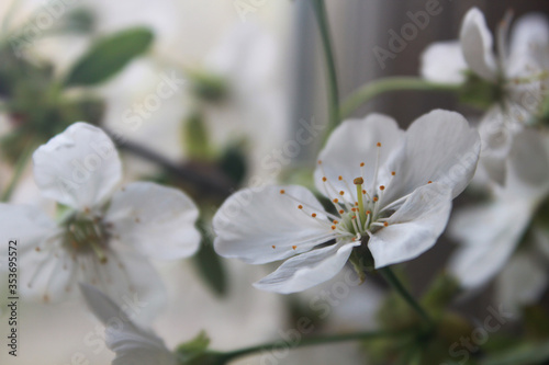 Cherry flowers blooming on a background of flowers.