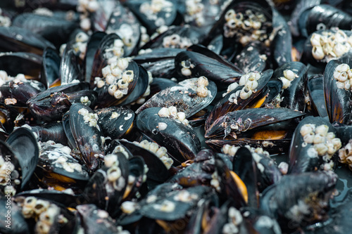 background of cooked sea mussels photo