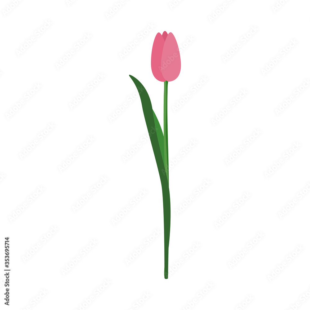 Pink Tulip with a closed Bud. Vector stock flat illustration isolated on a white background. Pink Tulip with a closed Bud. Vector stock flat illustration isolated on a white background.