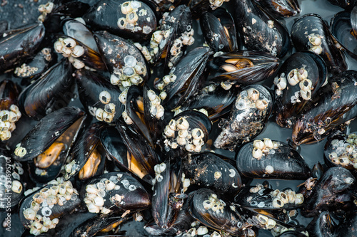 background of cooked sea mussels
