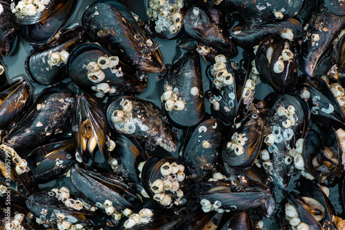 background of cooked sea mussels