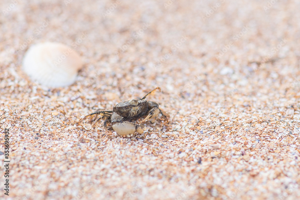 crab running in the sand