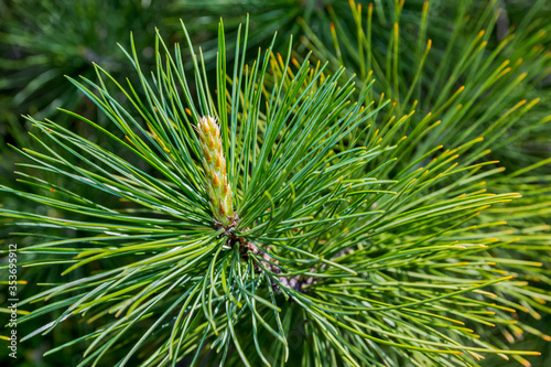 Long needles on a cedar branch