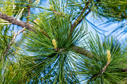 Long needles on a cedar branch