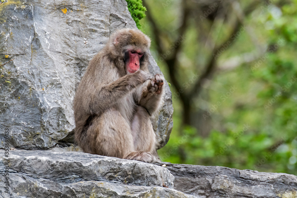 Japanese macaque / snow monkey (Macaca fuscata) sitting in rock face, native to Japan 