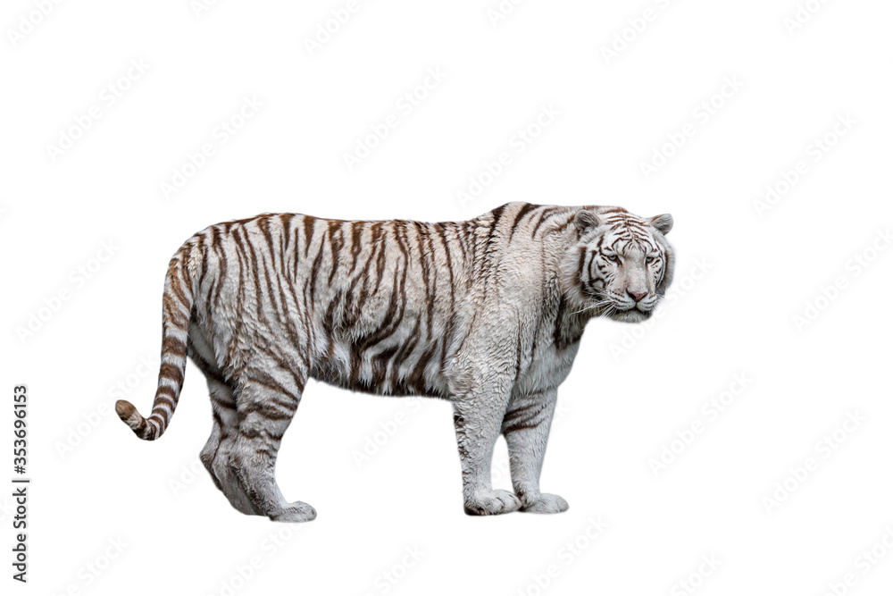 White tiger / bleached tiger (Panthera tigris) pigmentation variant of the Bengal tiger, native to India