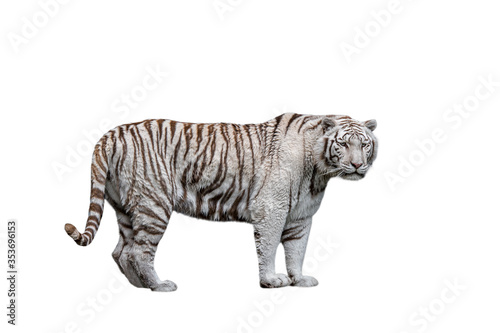 White tiger / bleached tiger (Panthera tigris) pigmentation variant of the Bengal tiger, native to India © Philippe
