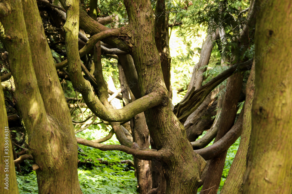 Curved tree trunks with sunlight in the background. Curved tree trunks with sunlight in the background.