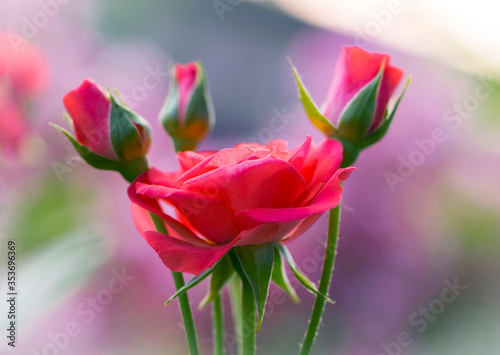 delicate rose flower with buds