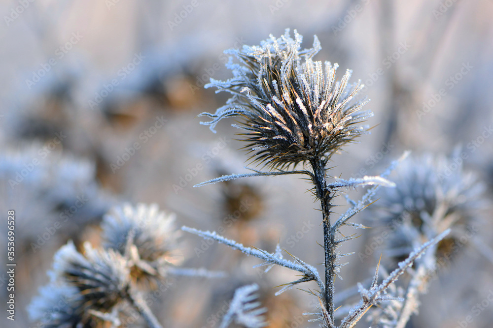 Obraz premium background texture frozen plant covered with frost closeup